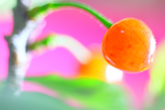 ピンク色のさくらんぼの実がツヤツヤしてしている